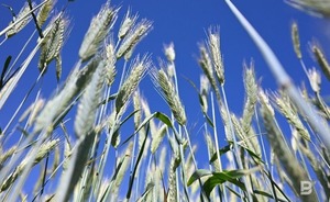 Кабмин выделил Татарстану свыше 88 млн рублей на мелиорацию сельскохозяйственных земель