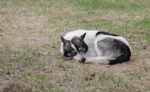 В селе рядом с Набережными Челнами установили карантин по бешенству животных