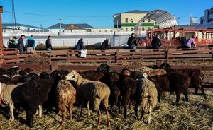Мясо жертвенных животных в Татарстане будут раздавать в масках и перчатках