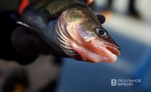 В Татарстане до конца осени компенсируют рыбный ущерб после очистки Нижнекамского водохранилища