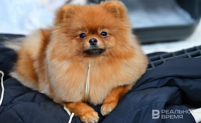 Кинолог дал советы по уходу за собакой весной