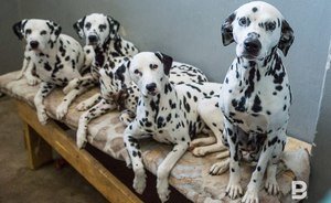 В Кирове службы отлова собак «искали» их в других регионах